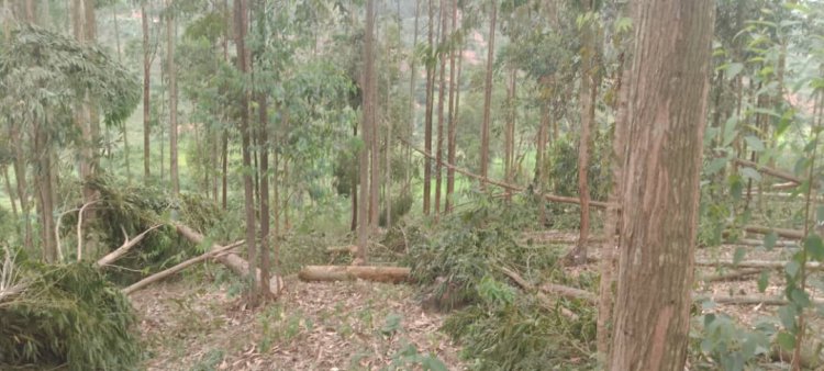 Ngoma:Umugabo yagwiriwe n'igiti yatemaga ahita yitaba Imana