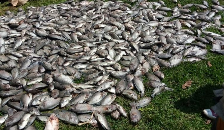 Relief for farmers as Rwanda adds fish to insurance