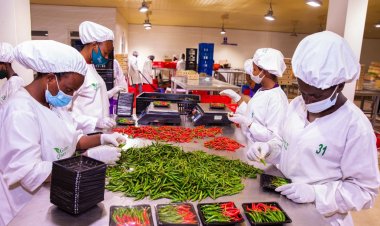 Rwanda’s horticulture exports rise by 29%