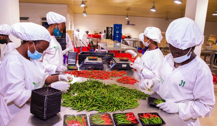 Rwanda’s horticulture exports rise by 29%