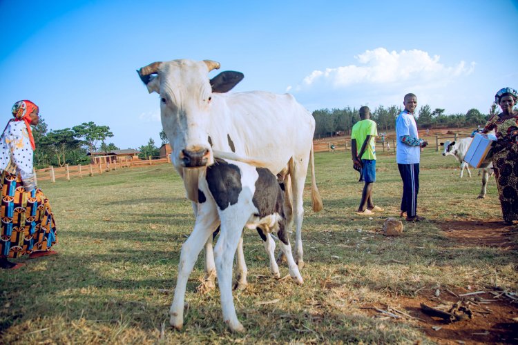 How the Girinka Program in Kayonza Has Benefited Its Recipients