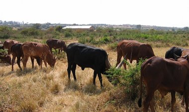 Nyagatare:Ubujura bw'amatungo bukomeje gukoma mu nkokora iterambere