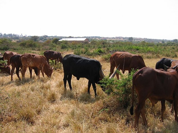 Nyagatare:Ubujura bw'amatungo bukomeje gukoma mu nkokora iterambere