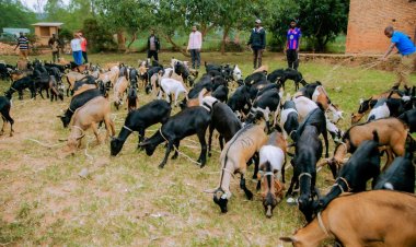 Kayonza Bets on Coffee to Fight Poverty and Climate Shock