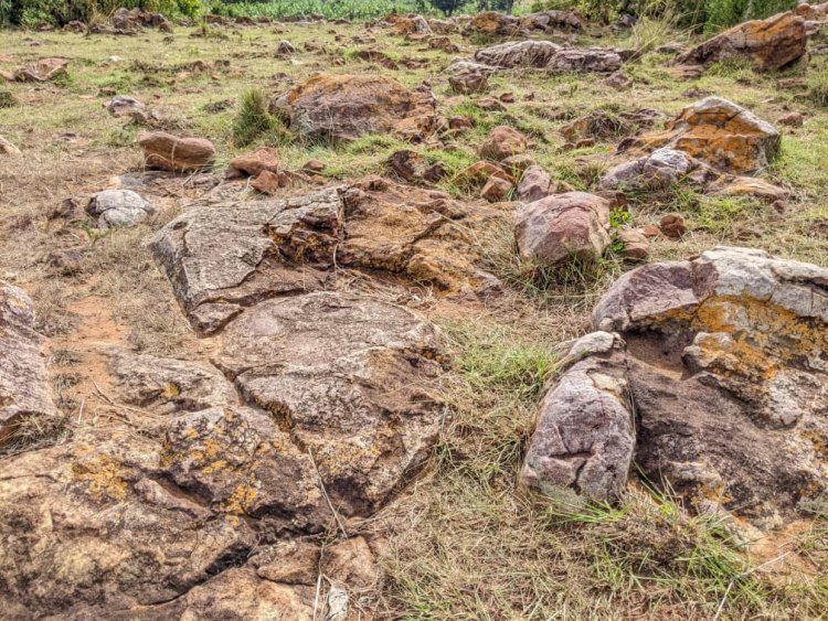 Iyo hatewe ibiti bifasha abatuarge mu buryo butandukanye